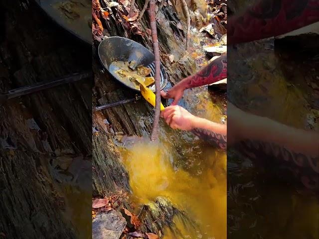 VA Gold Prospecting #goldprospecting #goldnugget #goldpanning #findinggold #oro #gold #goldrush #au