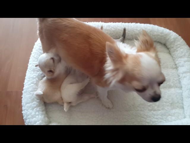 4 wk Chihuahua puppies at the milk bar