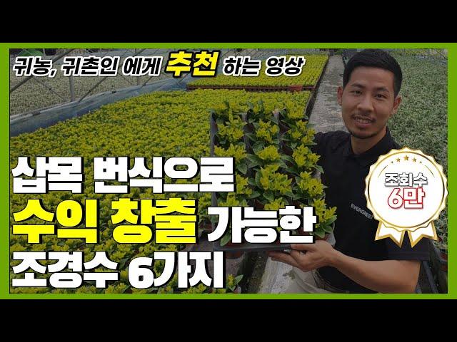 삽목 번식으로 수익 창출 가능한 조경수 6가지 / 판매전략 / 부업 가능 / 초보자도 가능한 조경수