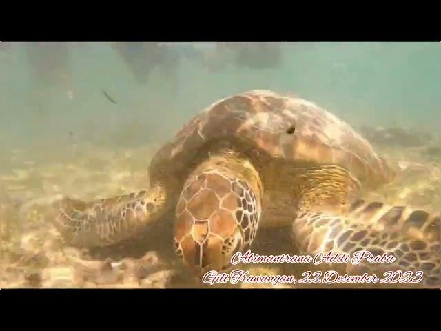 Snorkling in Turtle Point at Gili Trawangan.