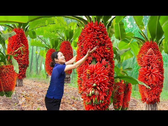 How To Harvesting Red California Banana Flowers to Sell | Miraculous Uses of Red Banana Flowers