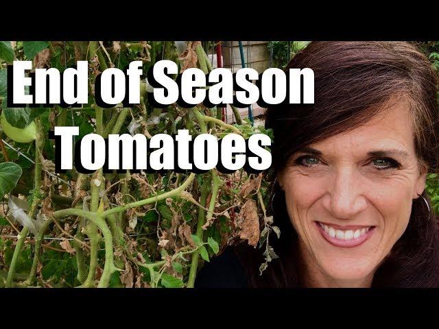 Tomato Plants: What to Do at the End of the Season