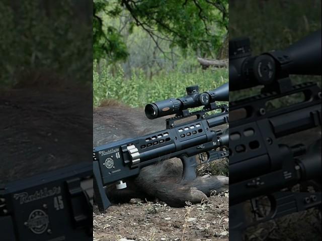 Airgun for hog hunting? @airgunsofarizona #pcpairgun #airgunhunting #hunting