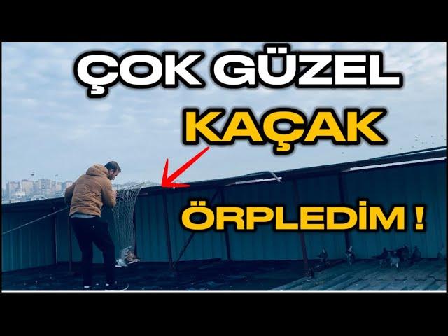 DEV KÜMESE ÇOK GÜZEL BİR KAÇAK GÜVERCİN GELDİ ! BİZDEN KACMAZ