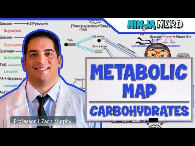 Metabolism | The Metabolic Map: Carbohydrates