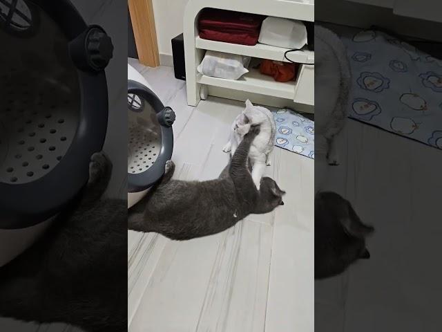 #cute #cat #funny #catlover #cutecat #貓眼觀察室 #貓咪日常 #貓跳台 #cutespets #kitten