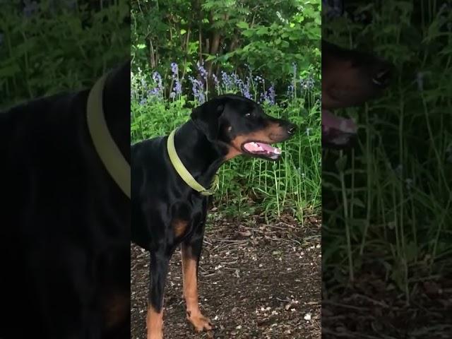 Doberman Zeus Meister walking through the Bluebells