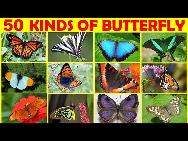 50 Kinds of Butterflies | Butterfly Names in English | Types of Butterflies | Butterfly Vocabulary