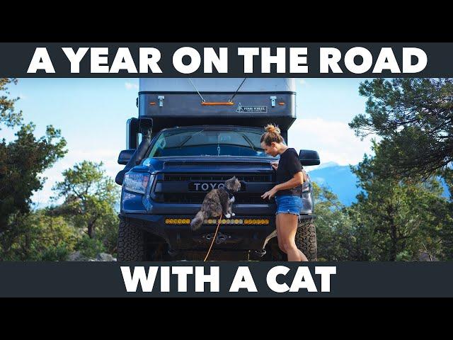 Lessons from One Year of Traveling with a Cat