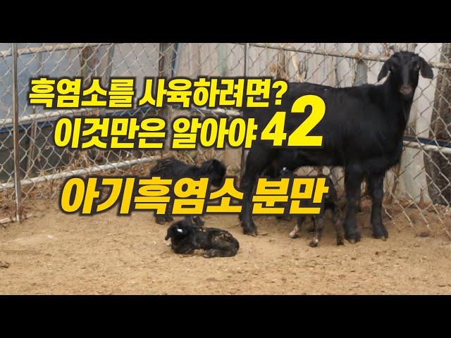 [42] 흑염소를 사육하려면  이것만은 알아야 - 아기흑염소 분만과 캐어