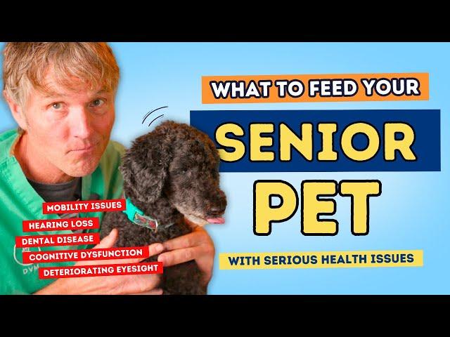 Senior Dog: Simple Kitchen Foods for Senior Dog Health Problems