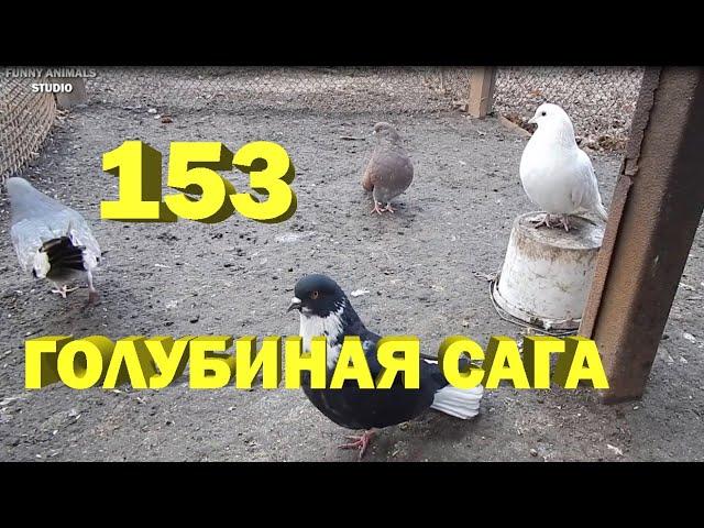 Pigeons - Miracles with a bucket - Pigeon Saga - Series 153