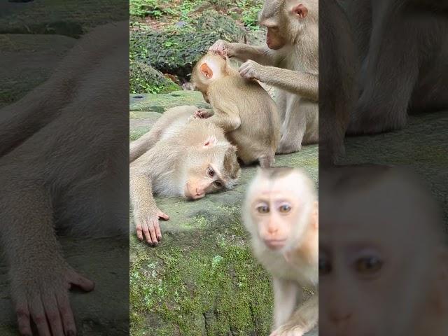 #monkey #shorts