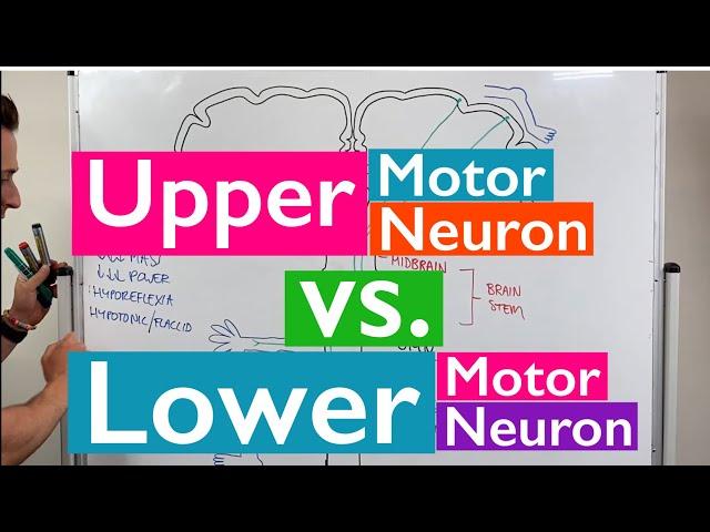 Spinal Cord Injury, Motor Neurons, and Reflexes