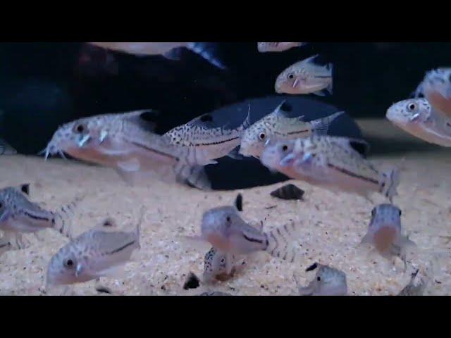 Corydoras trilineatus (wild) bij Aquarium Speciaalzaak Utaka