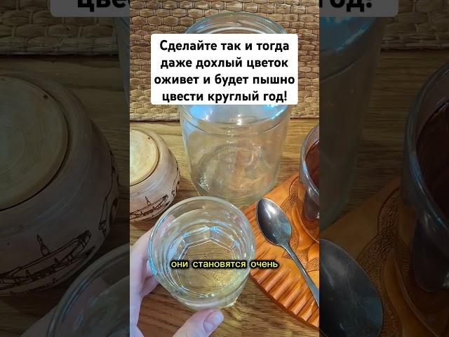 Сделайте так и тогда даже дохлый цветок оживет и будет пышно цвести круглый год! #цветы #сад #огород