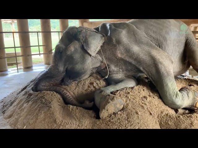 Old Elephant SomBoon Immediately Lay Down On Sand In Arrival Sanctuary - ElephantNews