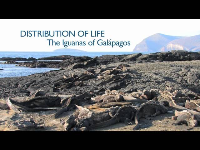 Richard Dawkins: Distribution of Life: The Iguanas of Galápagos