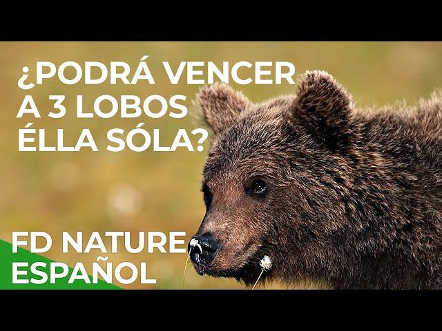 Duelo en el Ártico: Osos vs. Lobos | Free Documentary Nature - Español