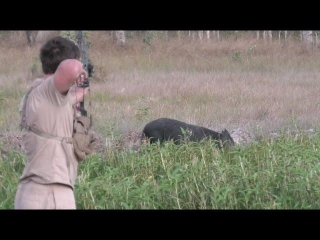 Bowhunting BIG boars IMPACT SHOTS (Part 1)