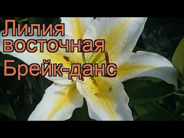 Лилия восточная Брейк-данс (lilium)  лилия Брейк-данс обзор: как сажать луковицы лилии Брейк-данс