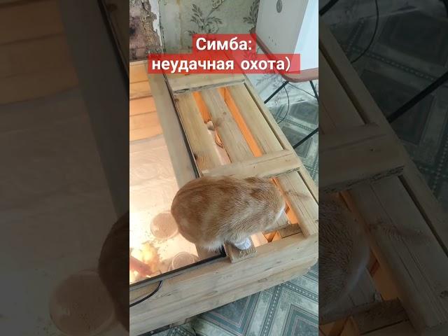 брудер для цыплят, защита от котов