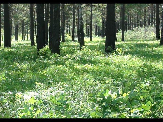 Лес и речка Сибири.