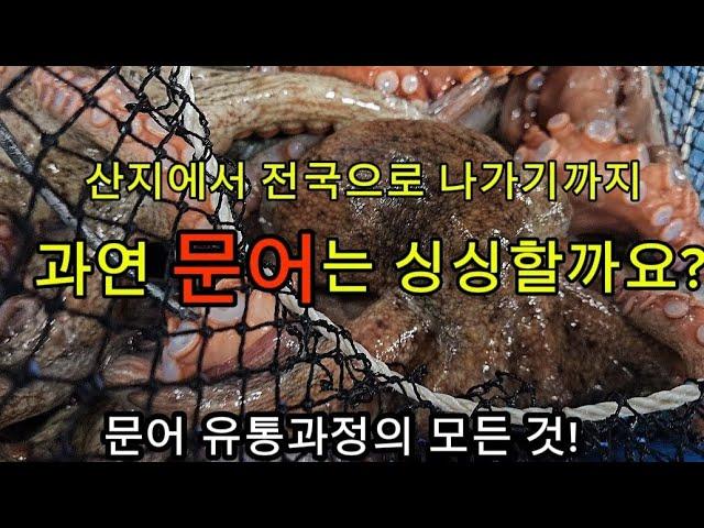 당일 새벽 조업! 남해안 싱싱한 돌문어 입찰 영상 #문어  #수산물 #돌문어 #문어산지