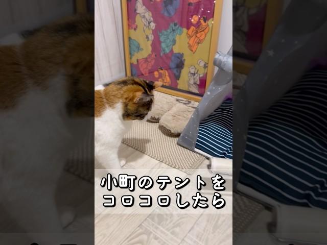 今日のおしゃべり小町。中学生男子かな？　 #保護猫 #三毛猫 #三毛小町 #ミケノコマチ #みけこま #おしゃべり小町