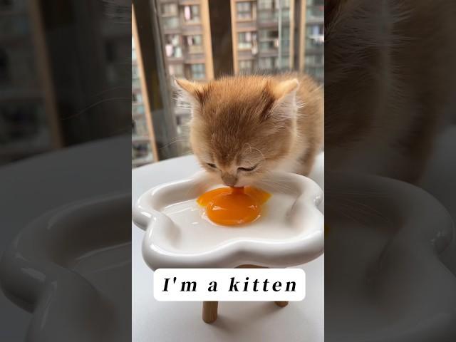 Common sense of raising cats. #Smartcatlitterbox #Raisecat #cat #catlitter #clean #pet #neakasa