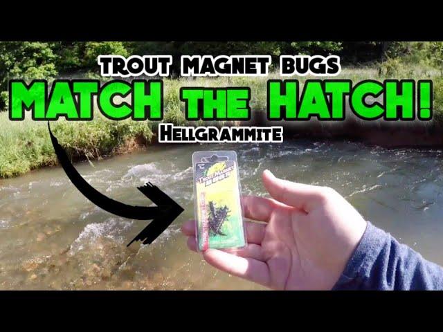 Trout Magnet BUGS Hellgrammite CHALLENGE! | MONSTER TROUT FISHING