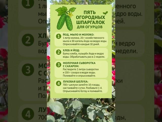 ПЯТЬ ОГОРОДНЫХ ШПАРГАЛОК ДЛЯ ОГУРЦОВ! 