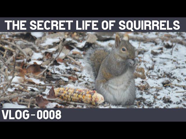 VLOG 0008 - The Secret Life of Squirrels