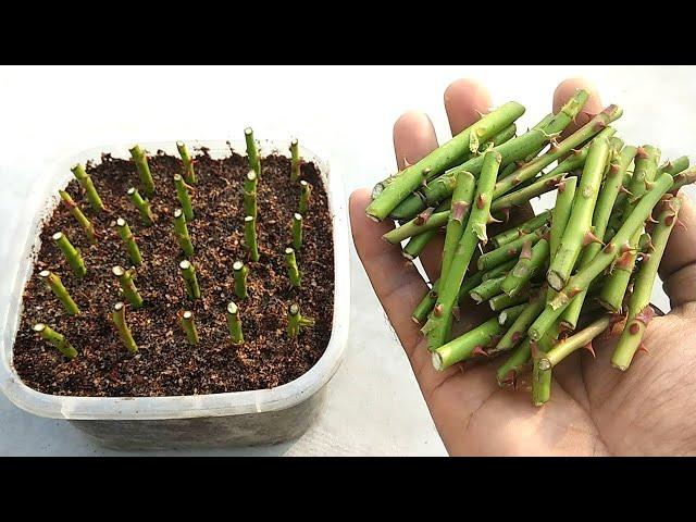 How to grow Roses from SMALL Cuttings | Grow cuttings at home