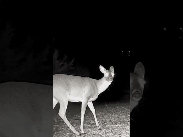 Hello Deer! New visitor to night vision camera. See full image under videos, Cheers! 