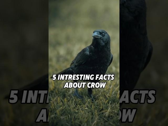 5 Mind-Blowing Facts About Crows You Didn't Know!#Crows#BirdFacts#Wildlife#AnimalIntelligence#Nature