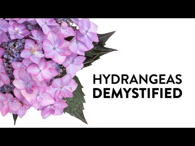 Hydrangeas Demystified - Everything You Need to Know About Hydrangeas