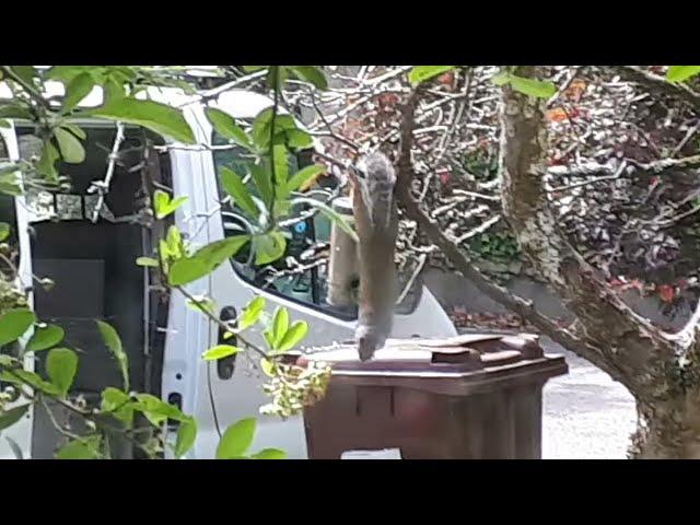 Squirrel Thief Unmasking the Mischief: Grey Squirrels in Cornwall and the UK