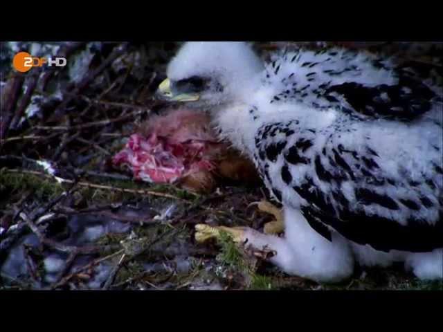 Bedrohte Steinadler - Terra X im Nationalpark Watzmann-Massiv Berchtesgaden - ZDF HD