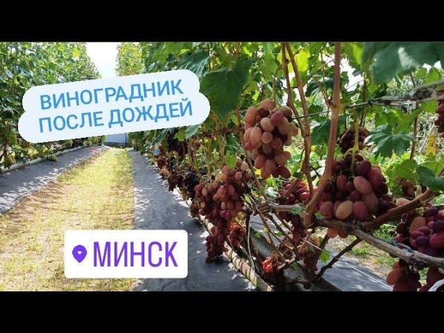 Обзор Виноградника на 20 августа 2024. Часть 1.  Беларусь, Острошицкий городок.