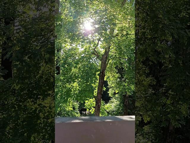 Nature || park || garden  sun #sun #garden #park #foryoupage #lifestyle #nature #shortvideo #viral