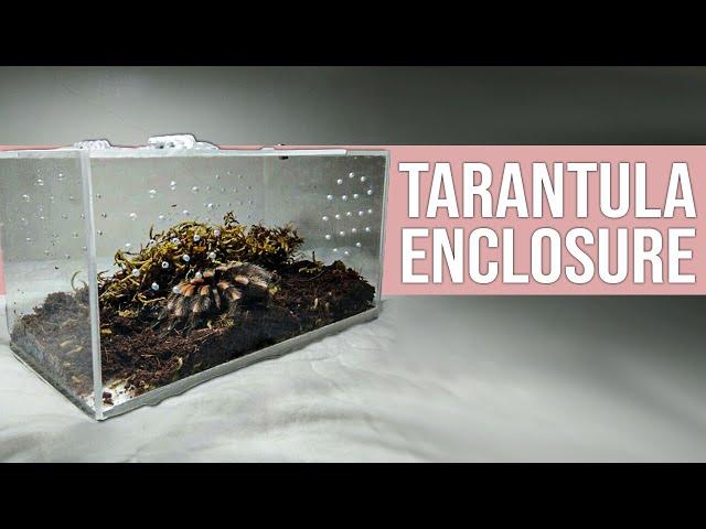 5 Best Tarantula Enclosure in 2023