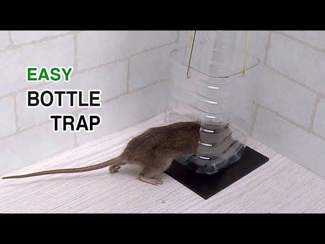 bottle rat/mouse trap