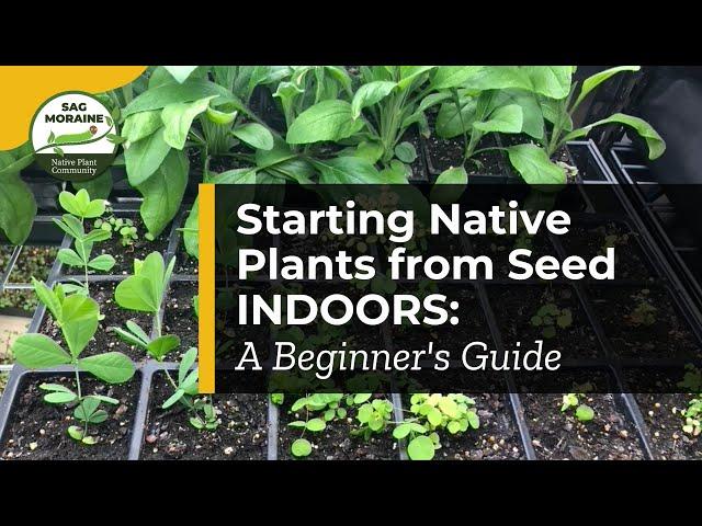  Starting Native Plants from Seed Indoors: A Beginner's Guide 
