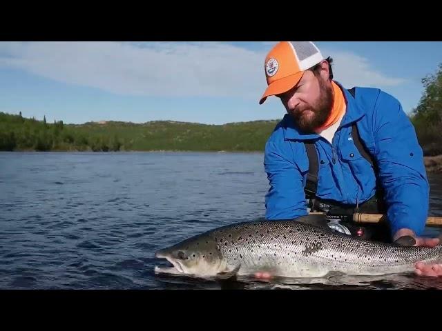 Ponoi river, June, releasing Atlantic salmon