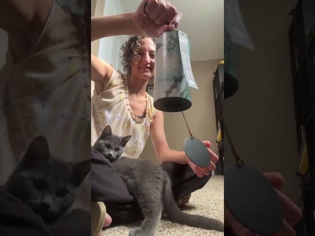 Sound Healing Chimes - Kitten Reaction