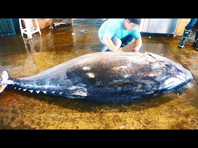 500KG giant bluefin tuna cutting for Sashimi