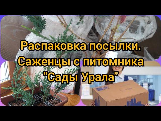 Распаковка посылки с саженцами "Сады Урала".