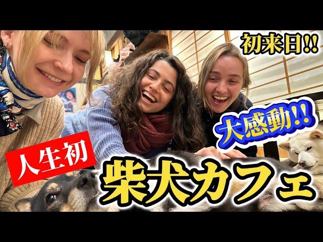 初来日!!人生初の「柴犬カフェ」でスペイン人が感動!!【外国人の反応】