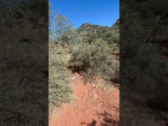 ON THE TRAIL!!! #hikingaddict #coconinonationalforest #belltrail13 #beavercreek #nature #freshair